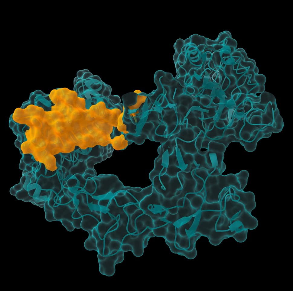 A target protein as a translucent teal surface, with the epitope in orange